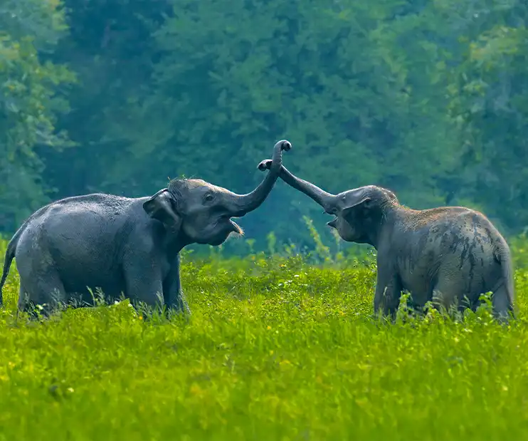 All Nepal Grand Tour: 12 Days Culture, Wildlife, Himalayan Adventure