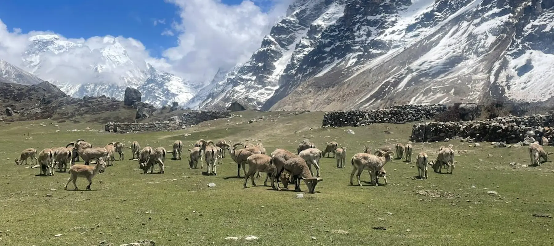 Kanchenjunga Circuit Trek