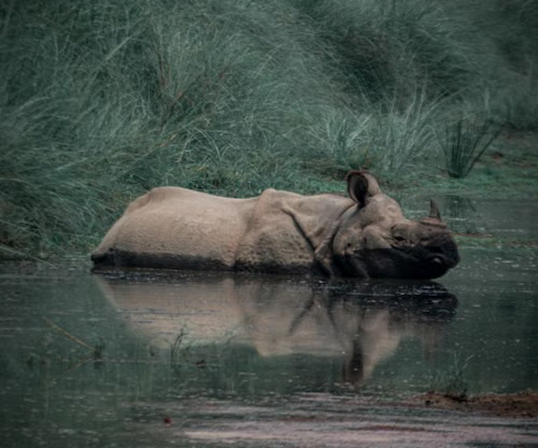 Nepal Wildlife Rhino Tiger Tour