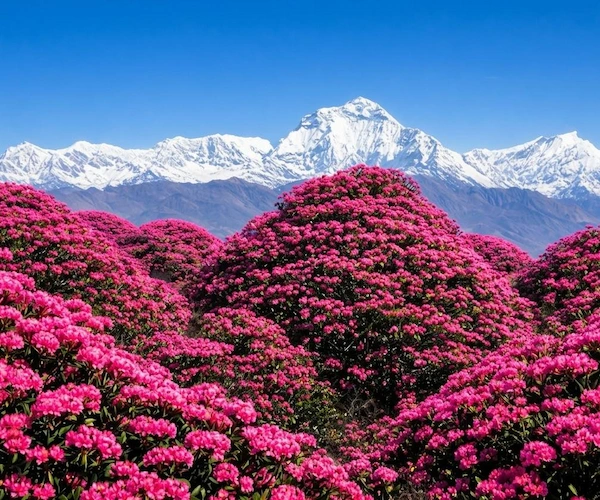 The Himalayas in Bloom: A 33-Year Guide to Most Soulful Spring Walks