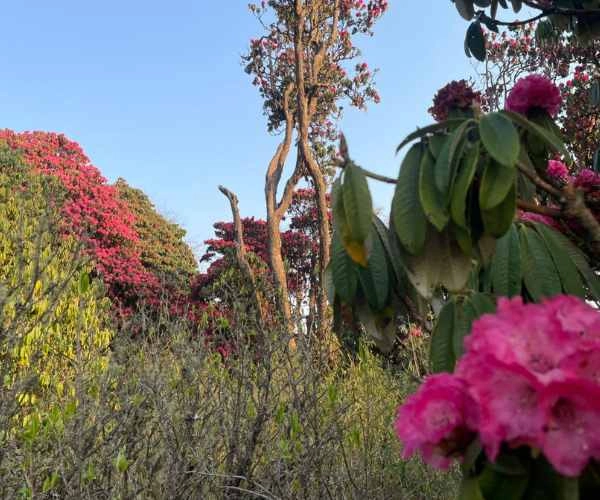 7 Reasons Why Trekking in Nepal in May Is Absolutely Worth It