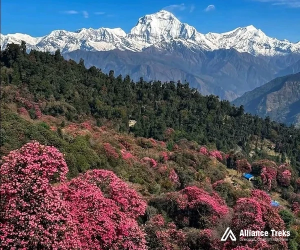 Climate of the Himalayan Mountains in Spring: Petals & Powder